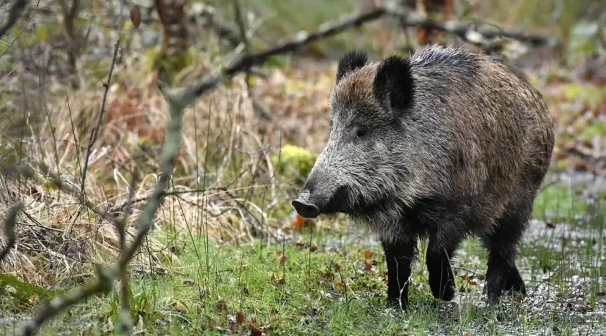 خنزير بري يقتل فلاحاً ويصيب آخرا بجروح خطيرة في صفرو